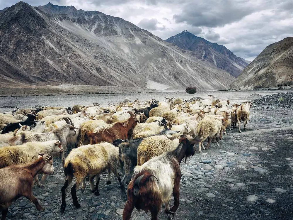 Herd mentality and the effect it has on financial decisions